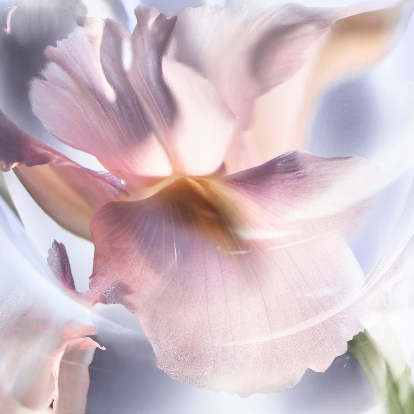 LANCÔME -  La Vie Est Belle Iris Absolu EDP