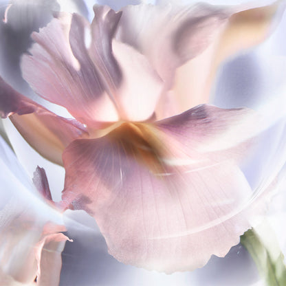LANCÔME -  La Vie Est Belle Iris Absolu EDP