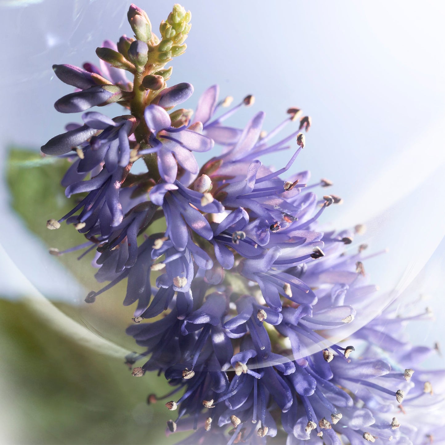 LANCÔME -  La Vie Est Belle Iris Absolu EDP